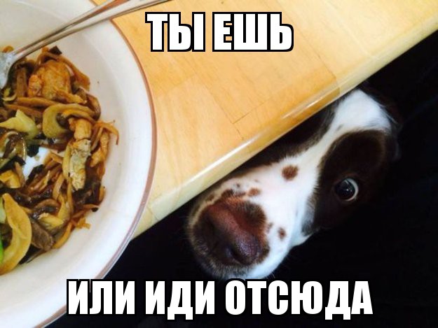 Милые и забавные животные!