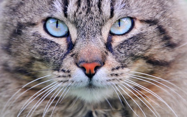 Повадки, которые роднят вашу кошку с тиграми и львами