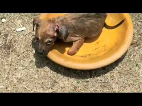 Люди приходят на помощь попавшим в беду животным. 