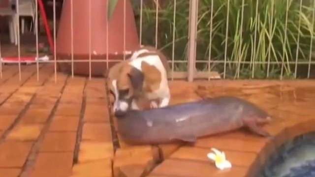 Собака поймала большую рыбу