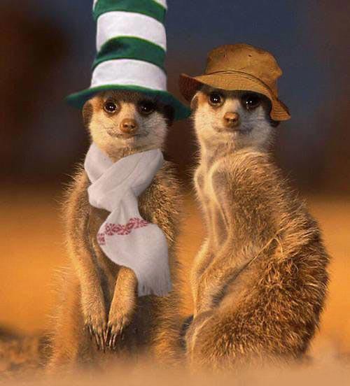 Несколько забавных GIF про братьев наших меньших. Часть VII