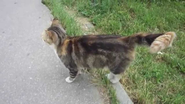 Очень хорошая кошка