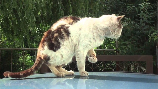Кот поймал крысу, съел ее и теперь умывается 