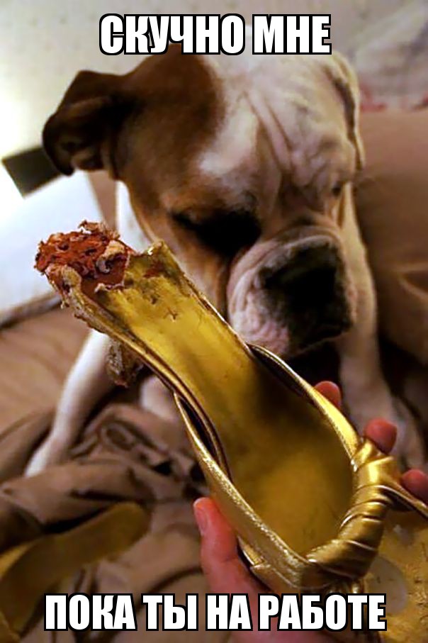 Милые и забавные животные!