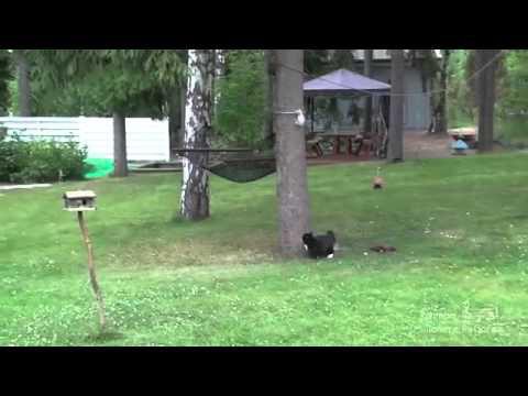 Эпическая охота котэ на белку)))