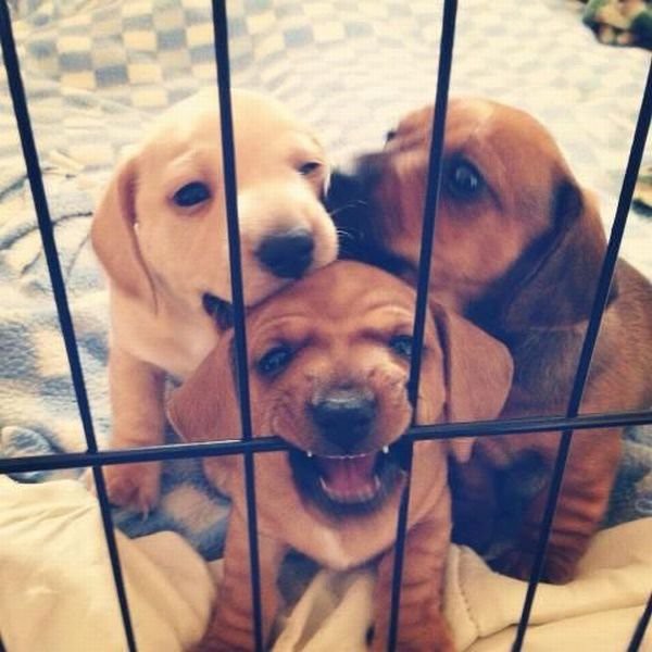 Животные, которым удалось совершить побег 