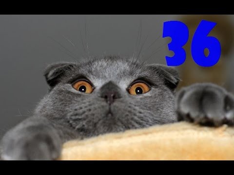 Смешные кошки