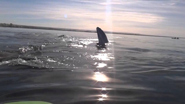 Кит катает людей на спине