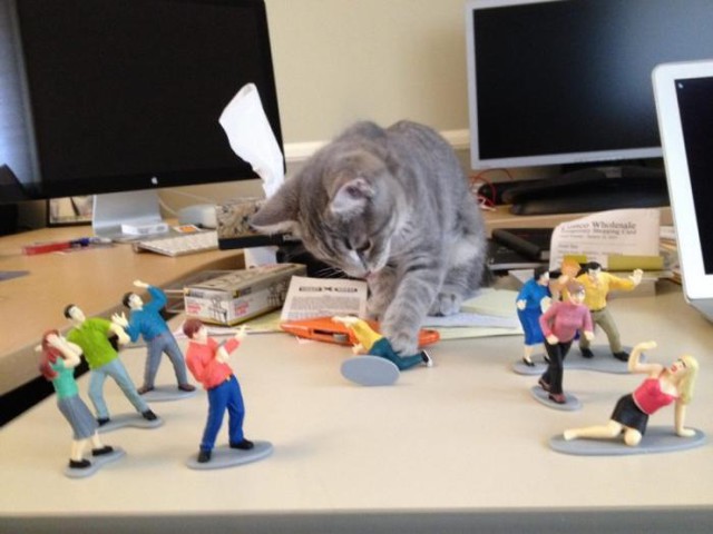 Милые и забавные животные 