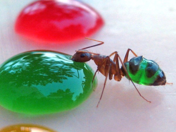 Разноцветные муравьи
