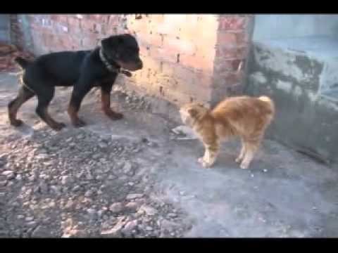 Бесстрашные коты