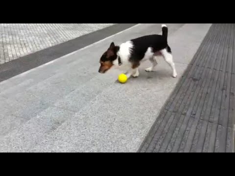 Вирусное видео: умная собака Играет сама с собой 