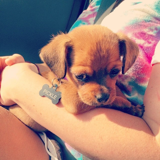 Крошечный щенок выжил в лесу Северной Каролины