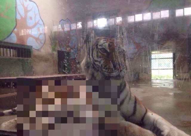 Страшно худой тигр