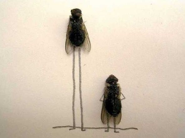 Мухи - источник вдохновения