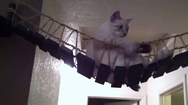 Лучший подарок котейке(Мост)