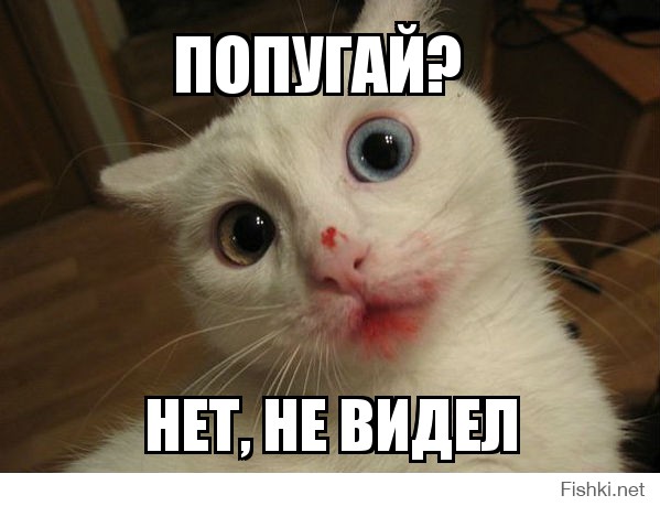 Попугай?  