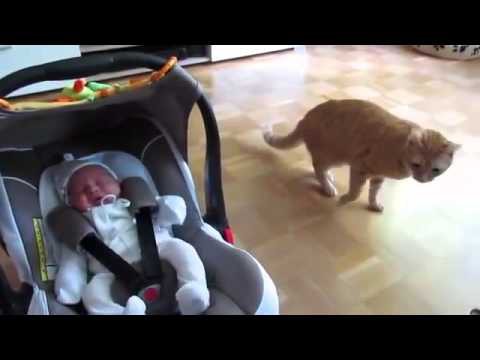 Реакция кота, который первый раз увидел ребенка 