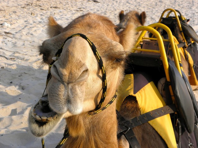 Самые забавные животные