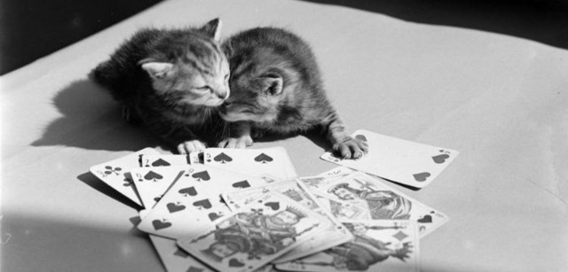 Пятничные котики