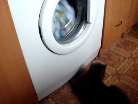Кошка в шоке от современной техники.LOL 