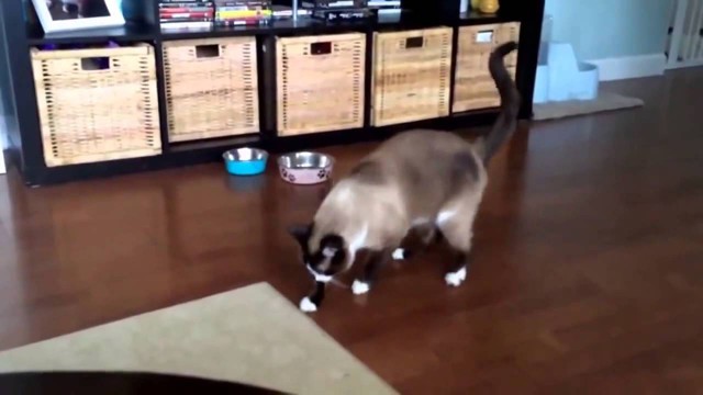 Кот очкун 