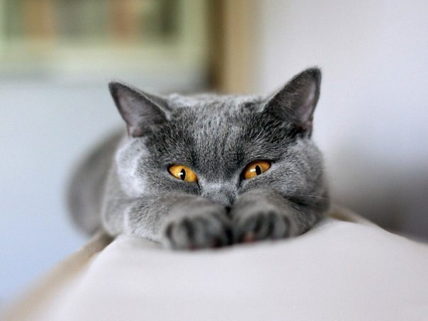 Смешные гифки с котами