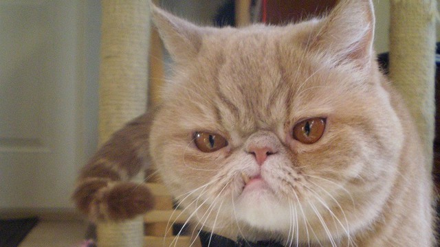 У Грампи появился конкурент