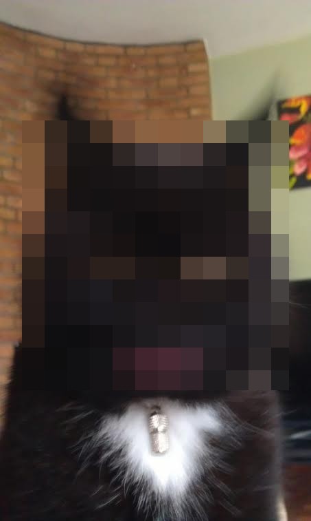 Кот покачал головой во время съемки