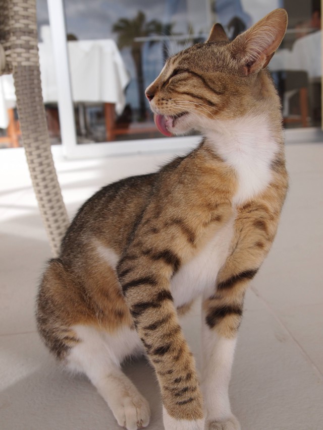 Котики Кипра