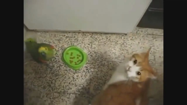 Попугай против Кота! Кто получит по щам?..