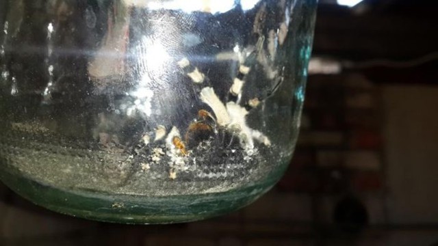 Пугающая "живность" на огороде