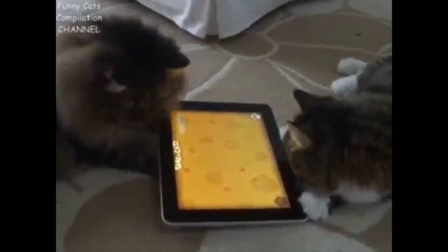 Нарезка про животных за 31 августа