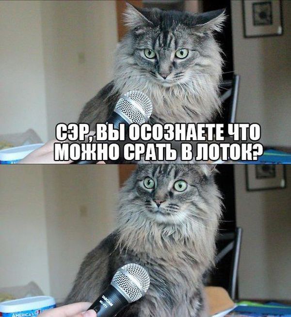 Кот ж..ой вперед бегает(с)