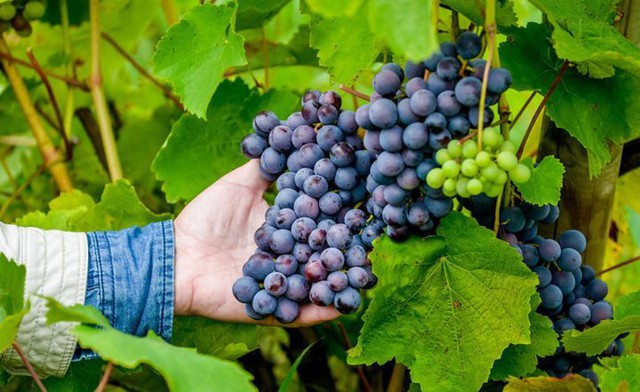Белорусский виноградарь выращивает 500 сортов сладкой ягоды
