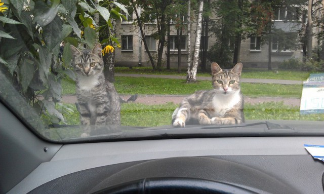  Хозяева двора!