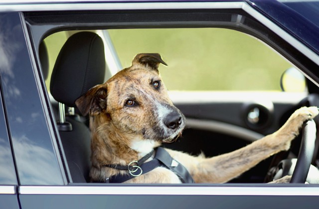 Почему собаки отвратительные водители