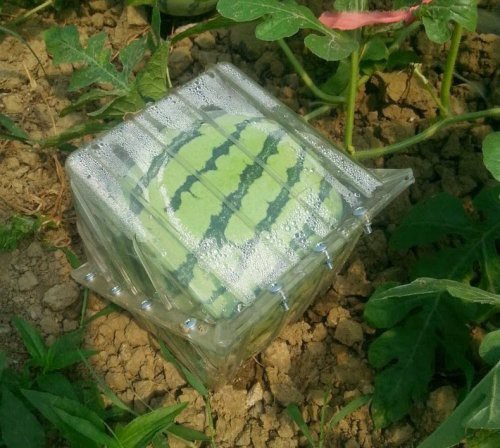 Фруктовые шаблоны