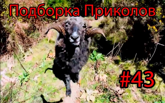 Подборка Приколов
