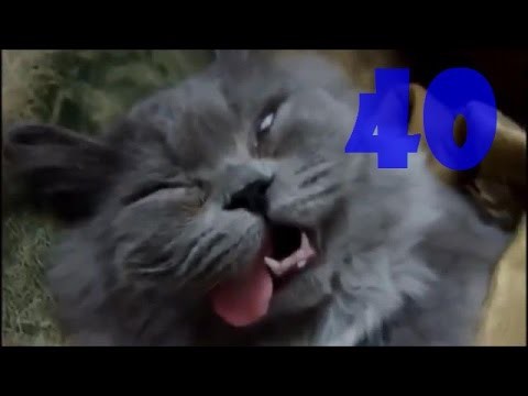 Смешные коты