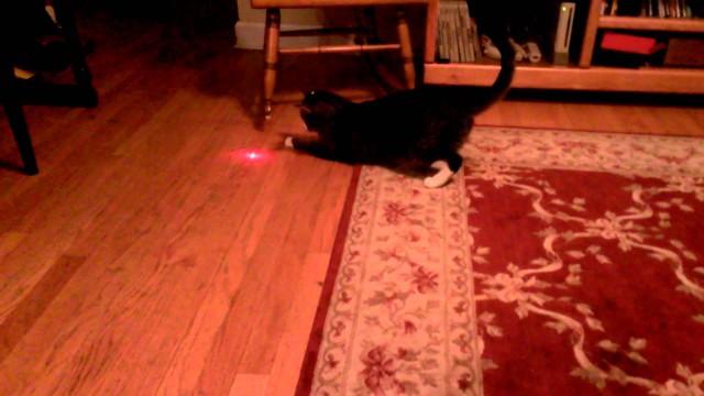 Что получится, если к голове кота приклеить лазерную указку?