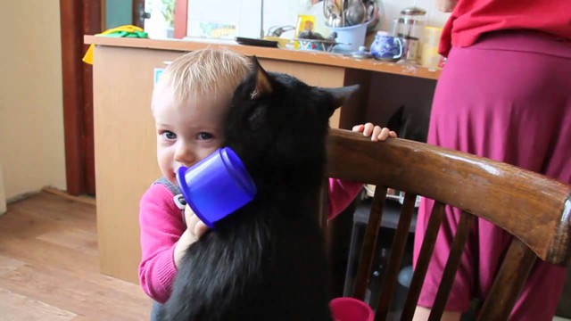 Это самый терпеливый кот в мире