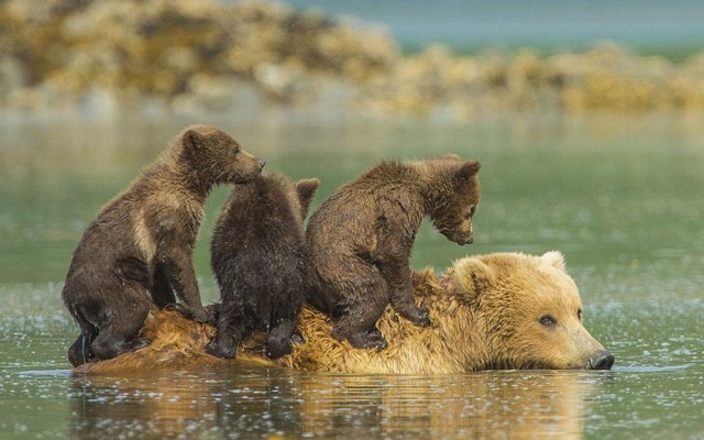 Фотографии животных со всего мира за неделю