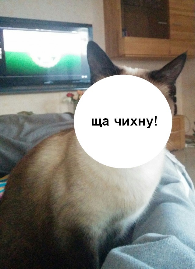 Фото кота за секунду до того как он чихнул