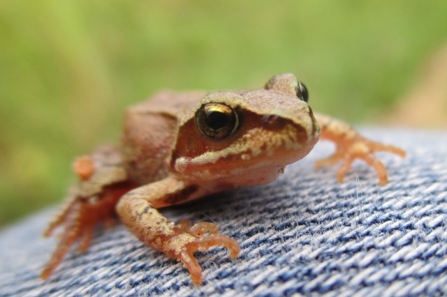 Макросъёмка