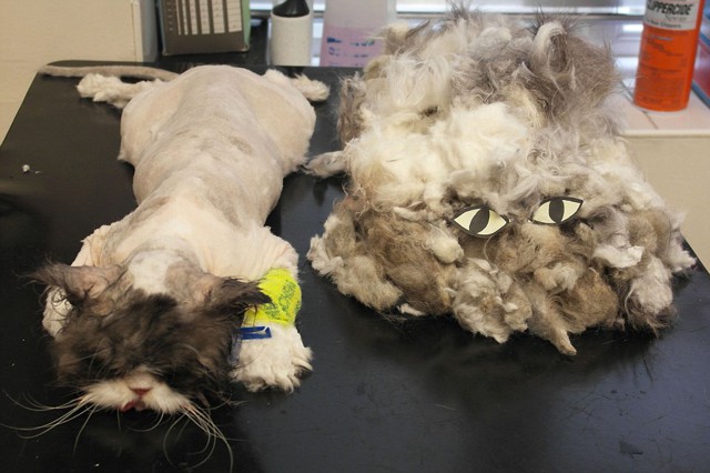 Кот, который превратился в большой комок шерсти