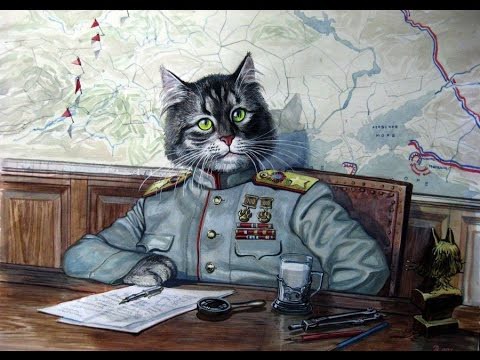 Боевые коты / Fighting cats