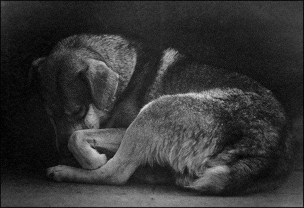 Бездомные животные в фотографиях Николая Глазунова