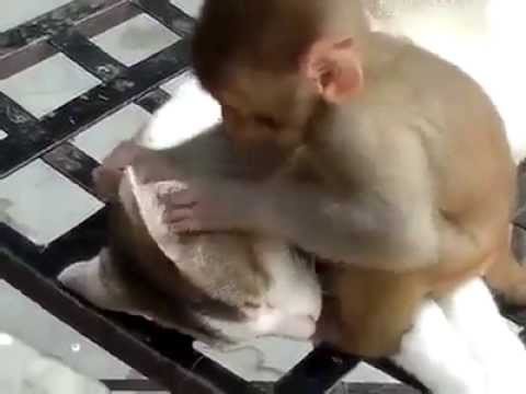 Обезьяна не дает коту спать