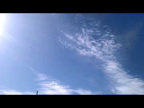 Летят журавли